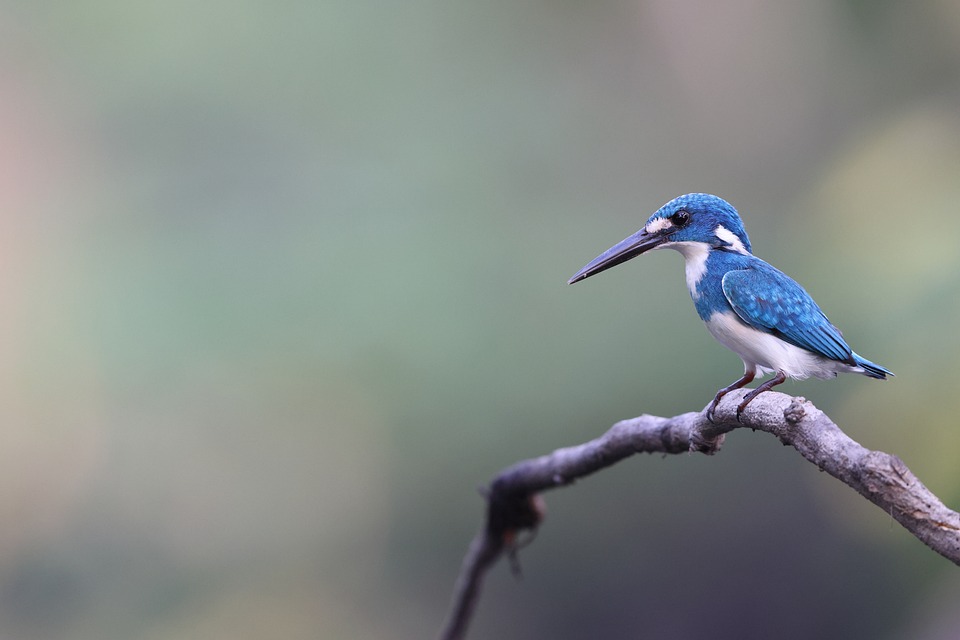 common kingfisher 8376008 960 720